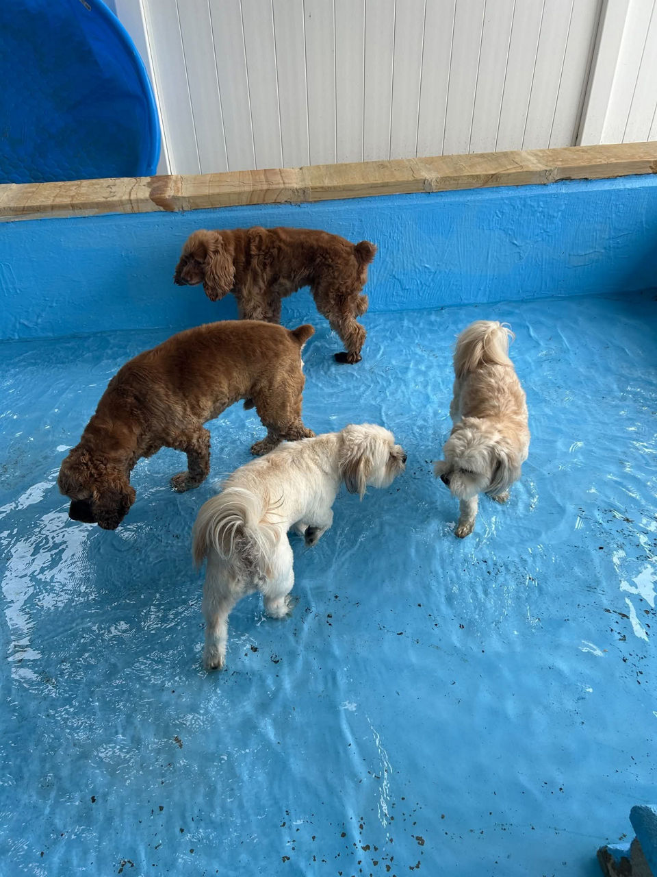 Four dogs playing in swimming pool.
