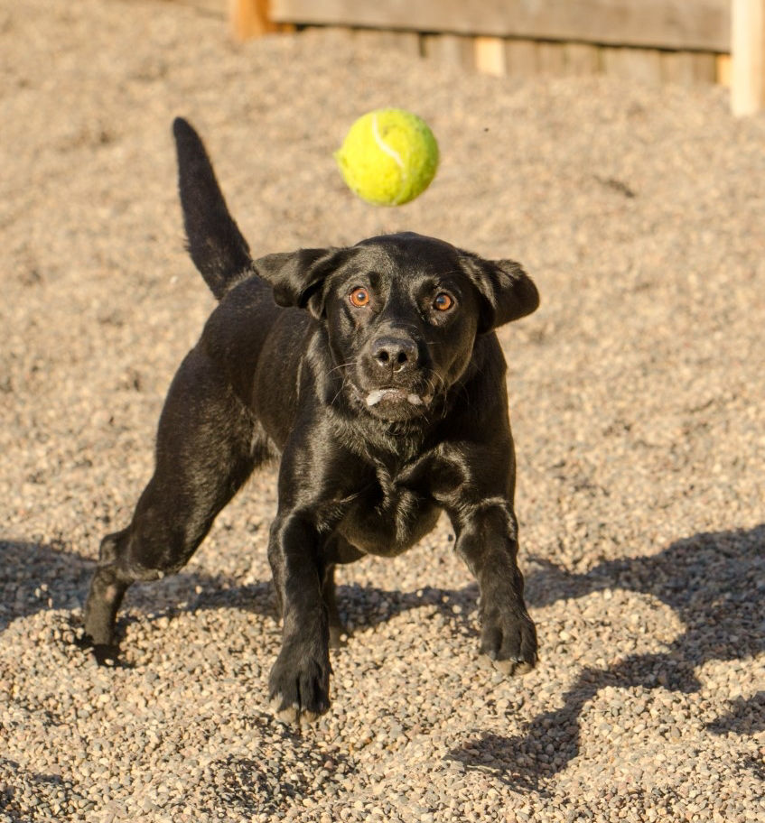 dogs playing with ball