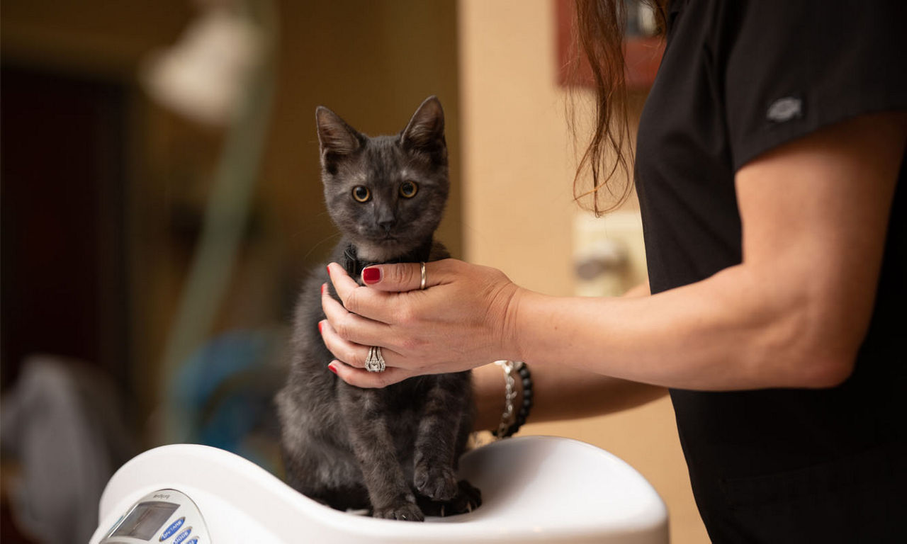 Black kitten examination