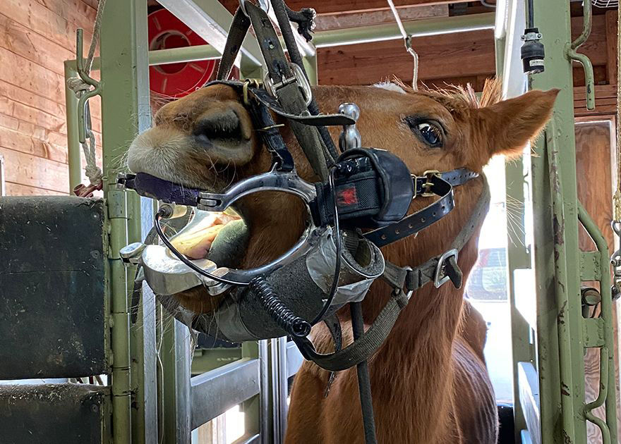 Horse getting examined