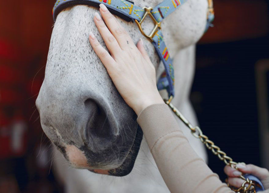 Horse getting examined