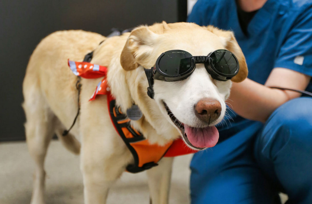 Laser Therapy