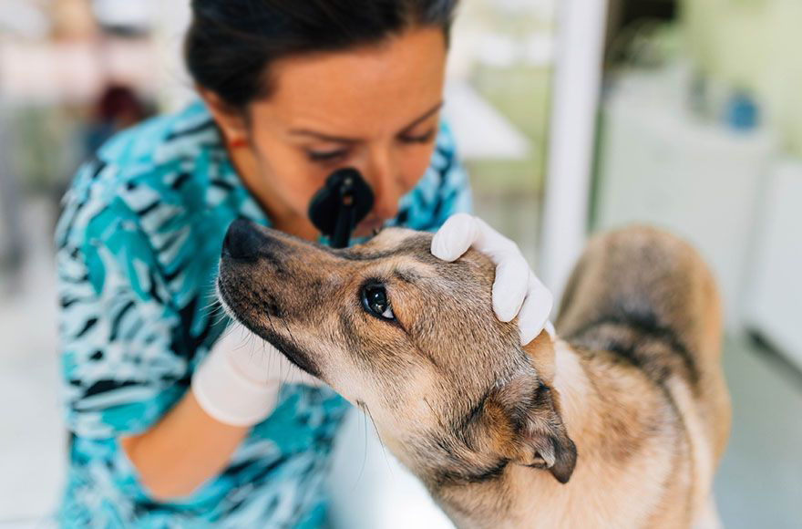 Dog getting laser therapy