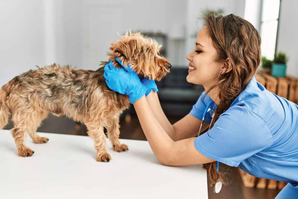 Veterinarian petting dog