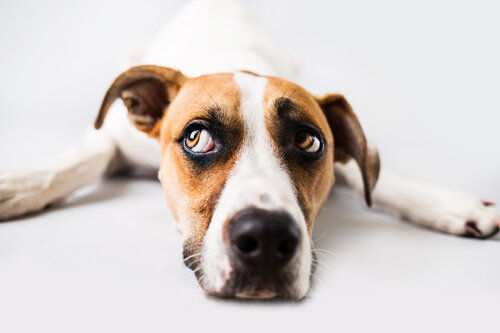 Sad dog on isolated white background