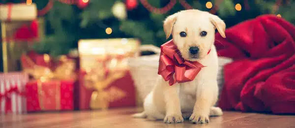 christmas animal wallpaper