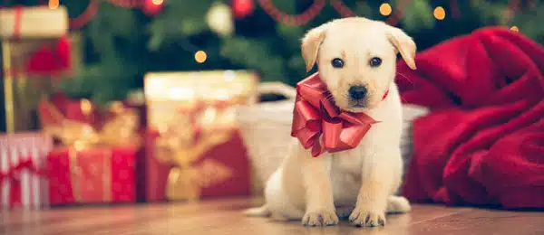 Christmas Pet