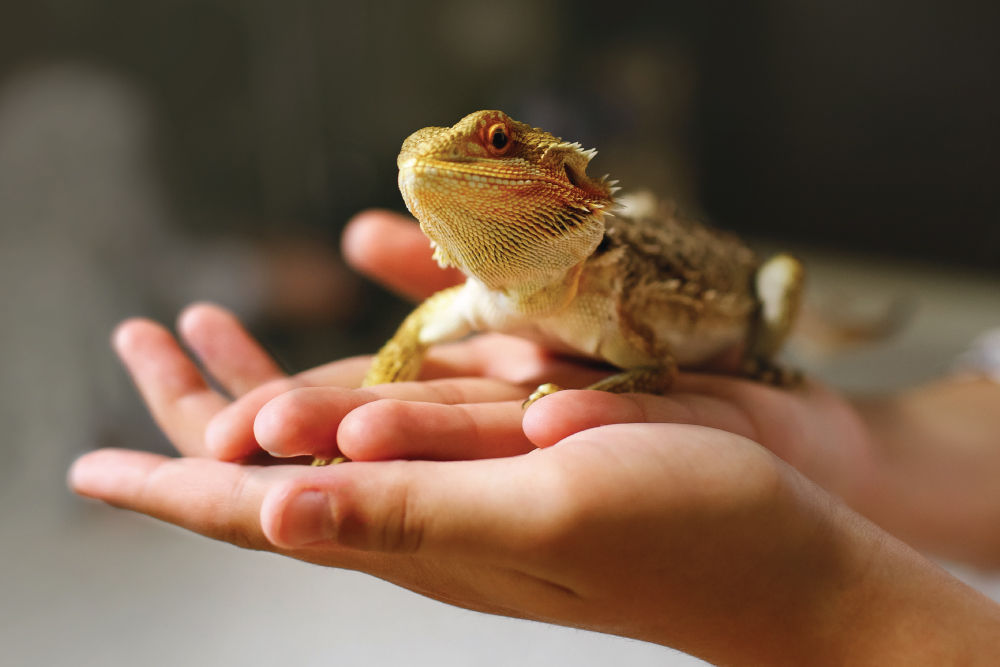 Lizard resting on hands