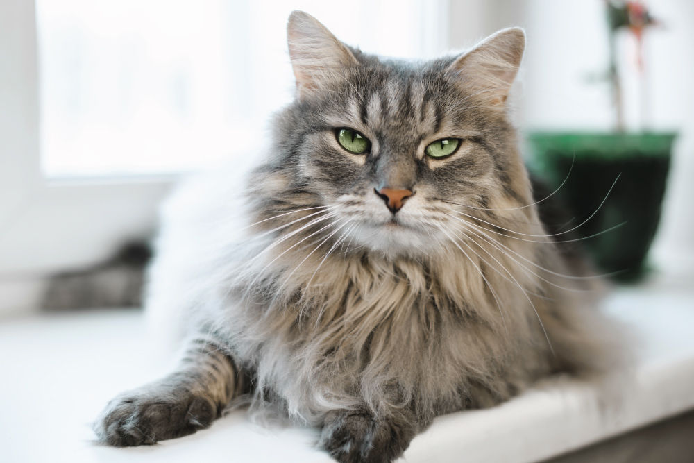 Long-haired cat with green eyes