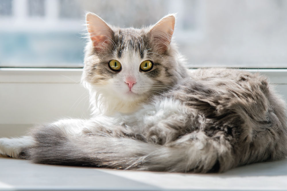 White and grey fluffy cat laying next to window.