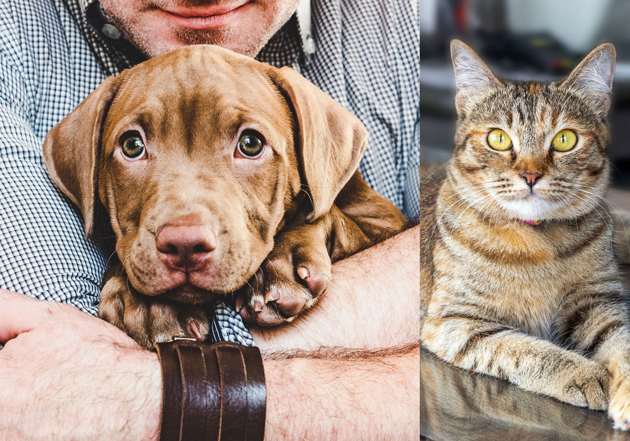 Man hugging dog