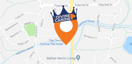 Divine Canine Map