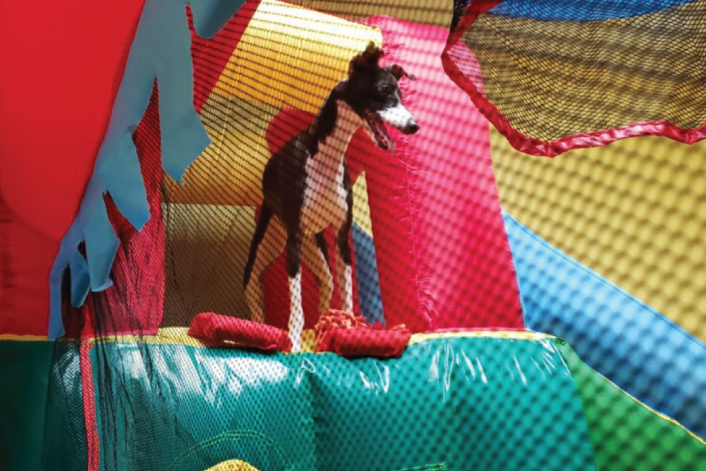 Dog playing in bouncy house