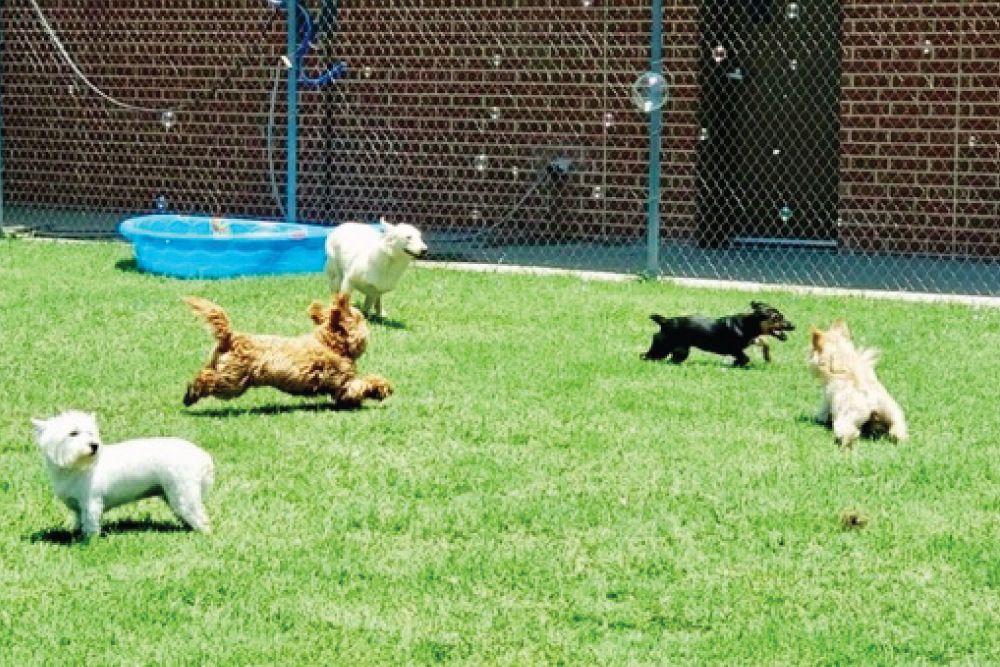 Dogs playing and chasing bubbles