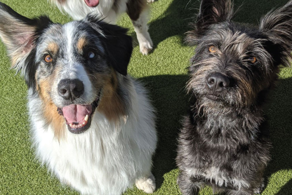 Two dogs looking up