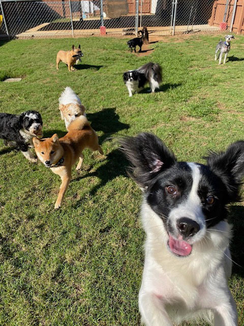 Several dogs playing in grass at daycare.