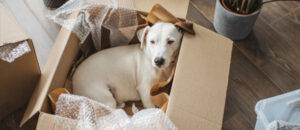 Moving with Dogs is an Experience