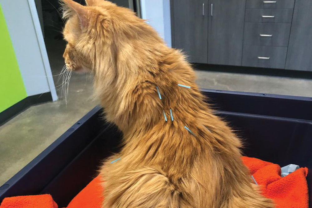 Cat receiving acupuncture