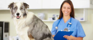 November is Senior Pet Care Awareness Month