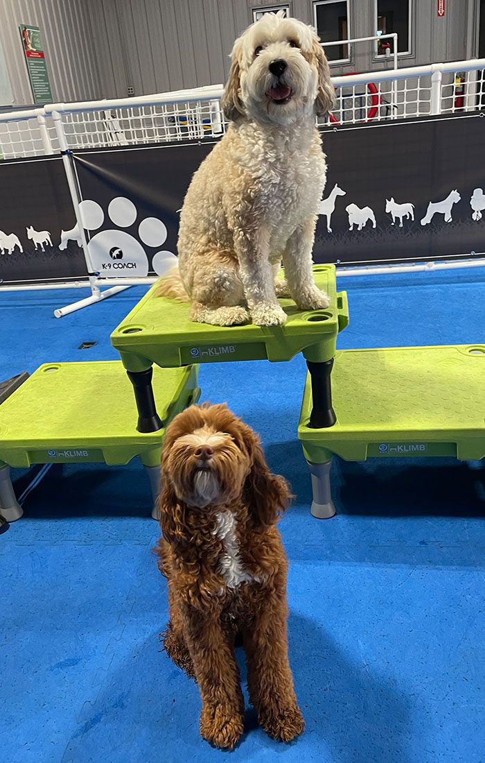 Dogs in training class