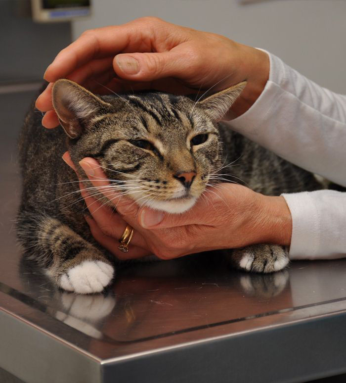 vet with Cat