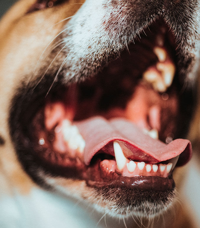 dog open mouth to show teeth