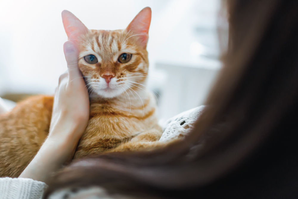 Orange cat being pet by brunette woman