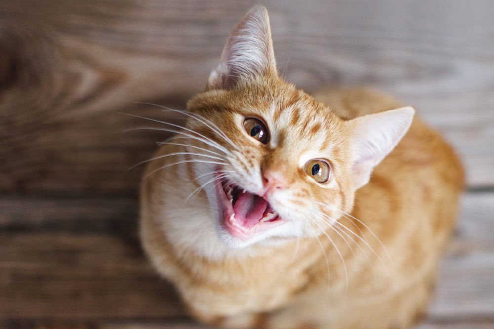 Happy orange cat