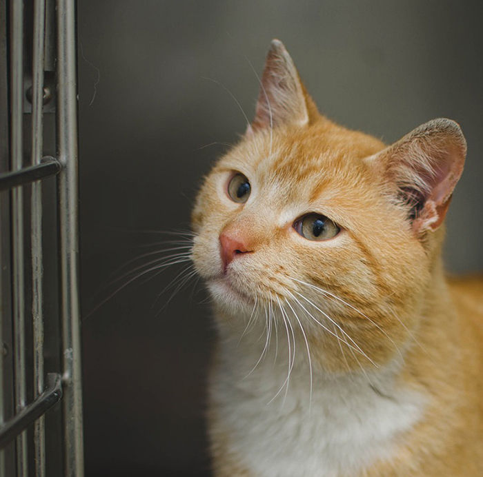 cat outside the kennel