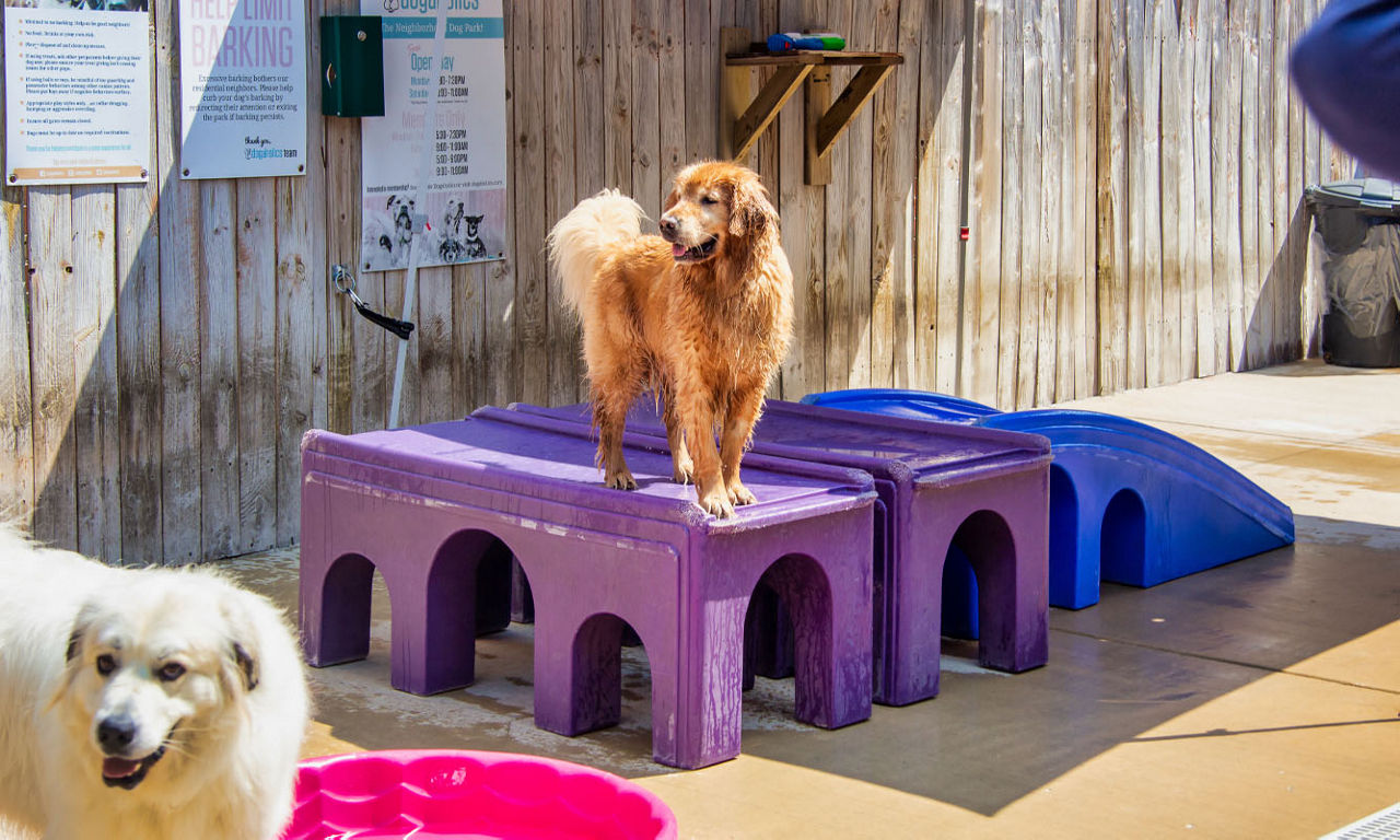 Dog standing on table