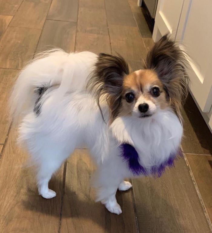 Papillon dog being groomed