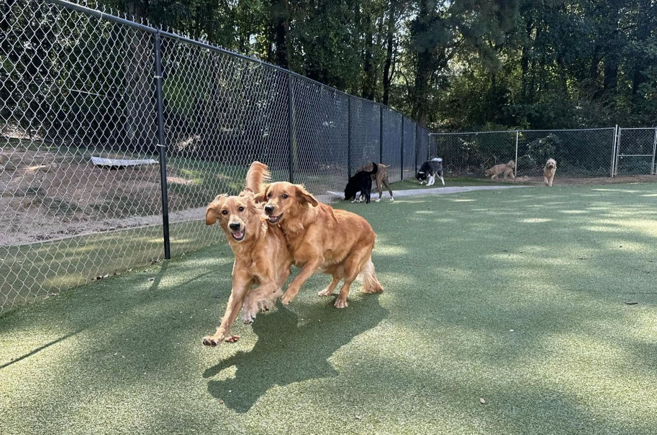 two-dogs-running-red-ball