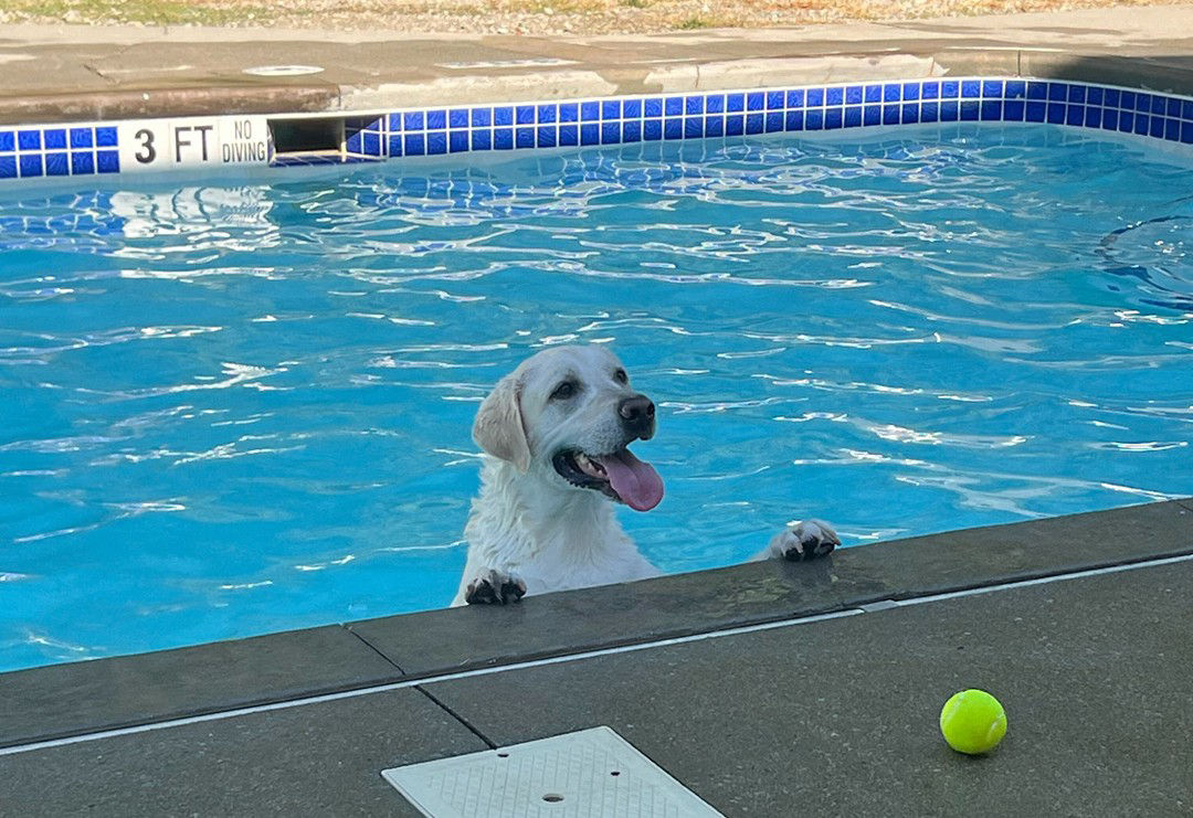 dog-swimming