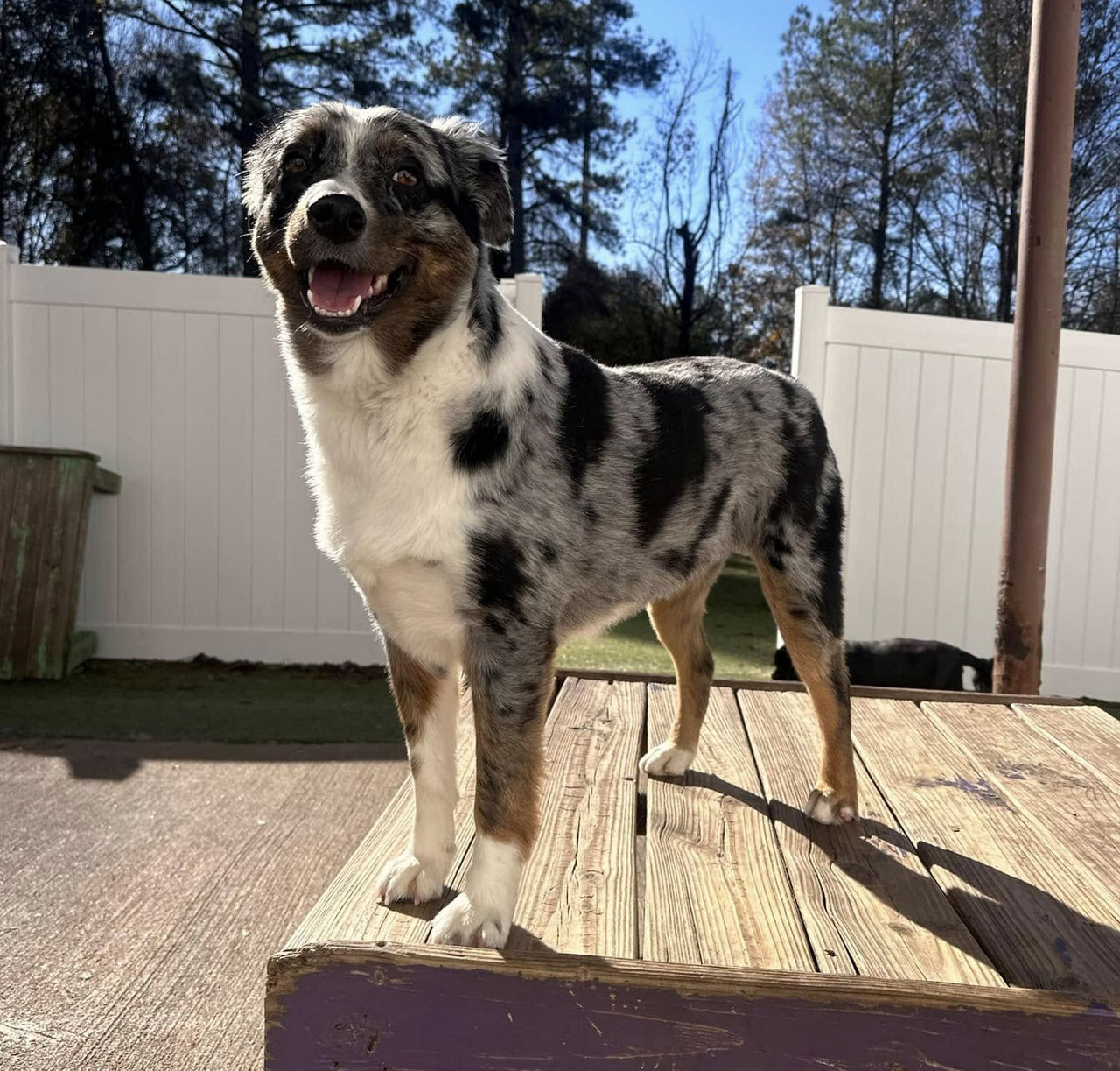 dog-swimming