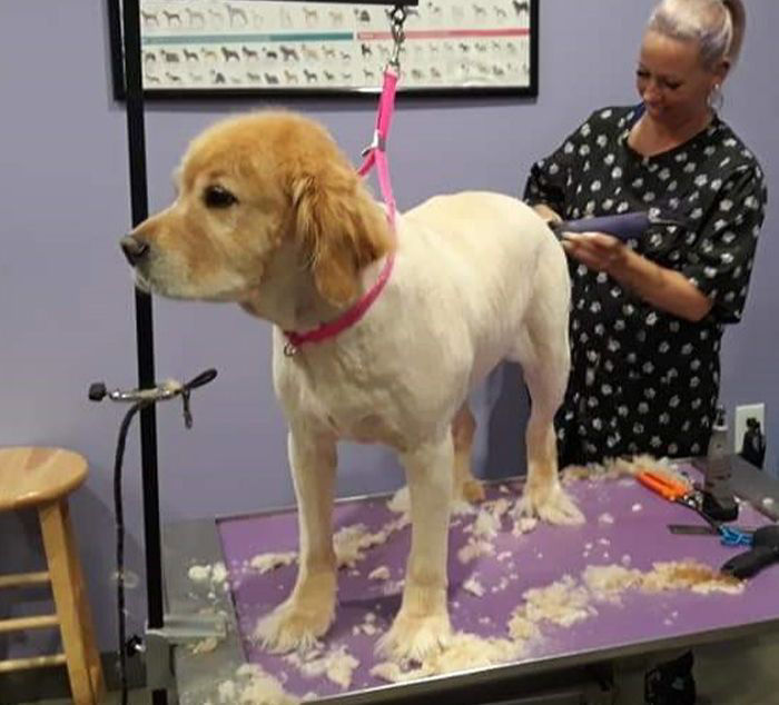 Dog with groomer