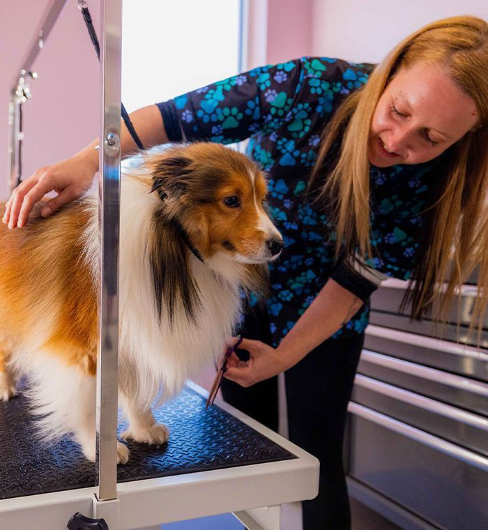 groomer trimming dog hair