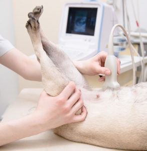 pet ultrasound