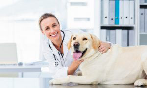 pet wellness exam