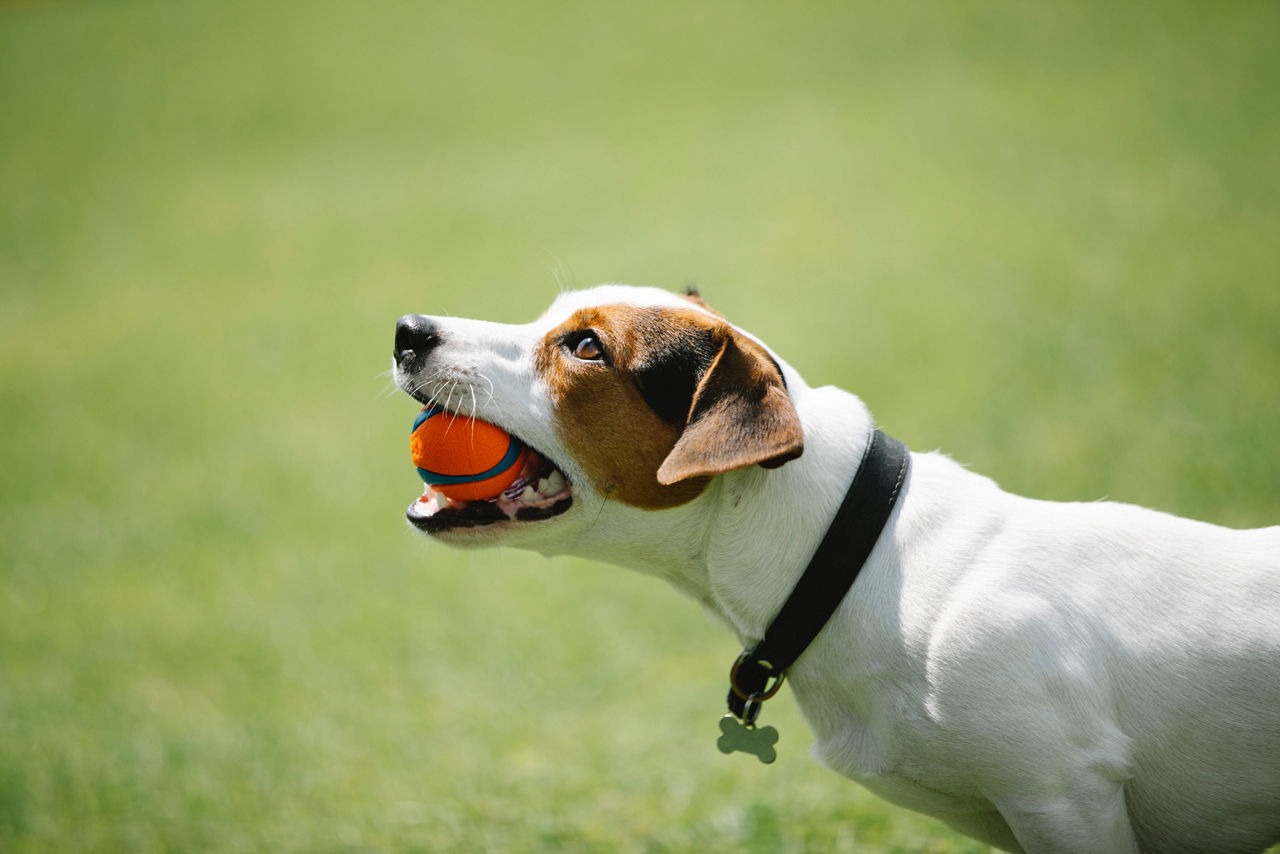 dog with orange ball