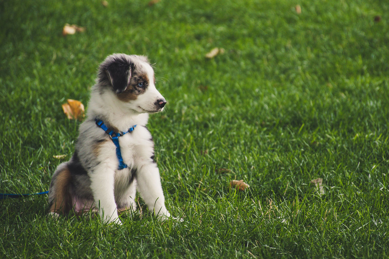 dog in the park