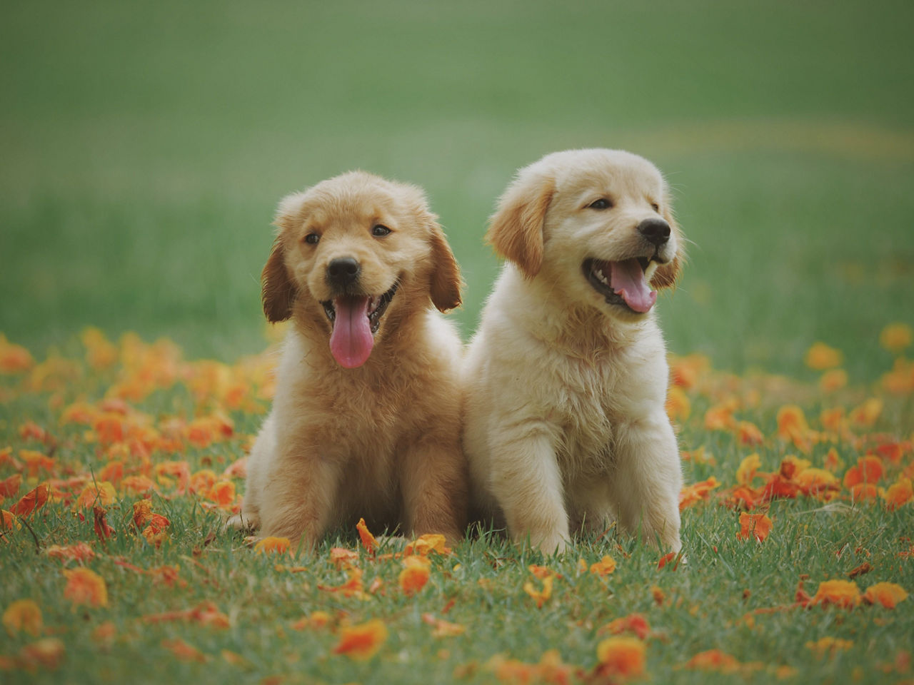 Cute puppies