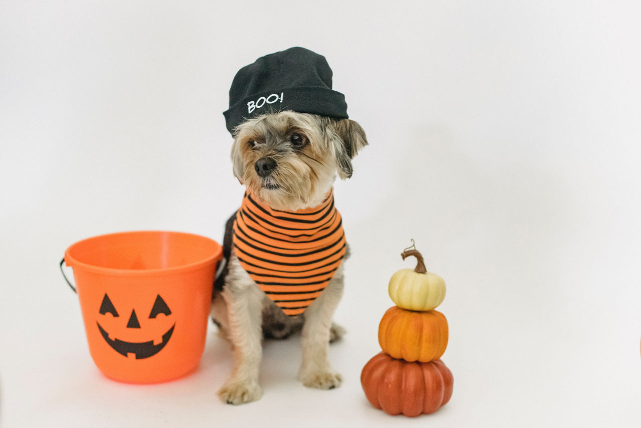 Halloween prepared for Dog