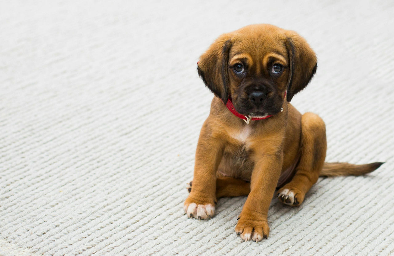 Home  Pet Me Scratch Me: Dog Boarding, Daycare and Grooming