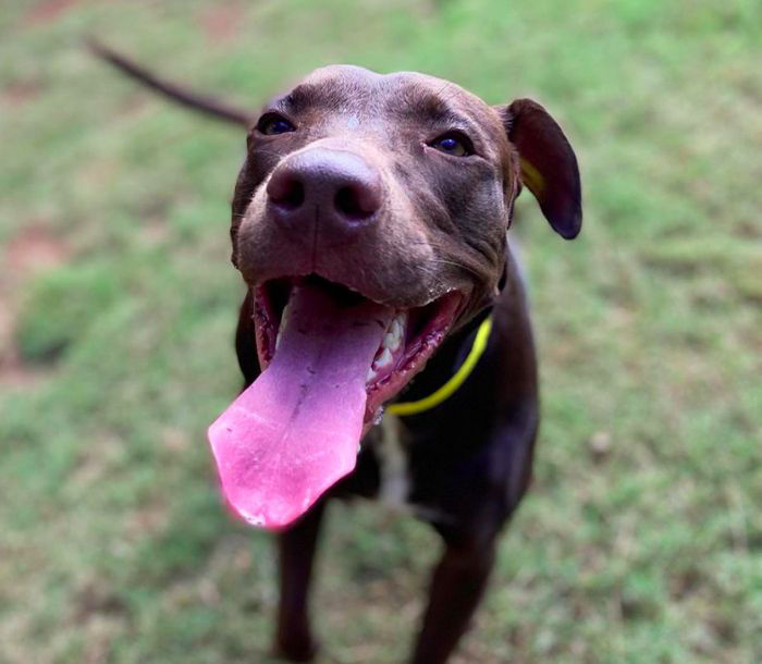 Pitbull dog running in ground