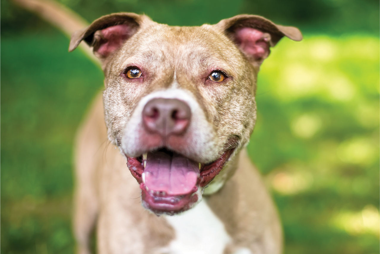 Pitbull smiling.