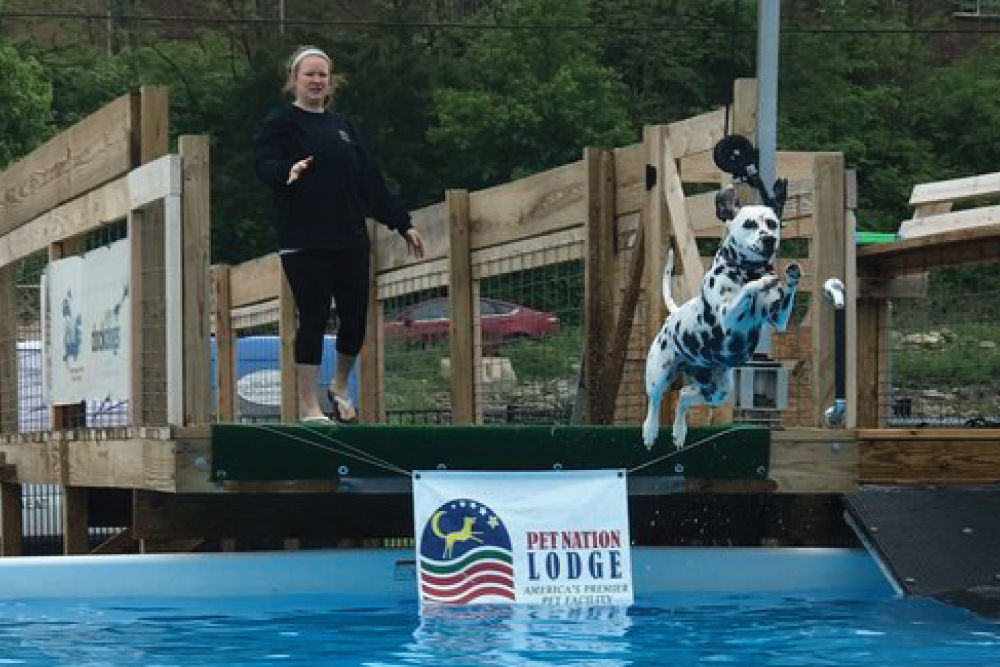 Dalmation jumping off of dock
