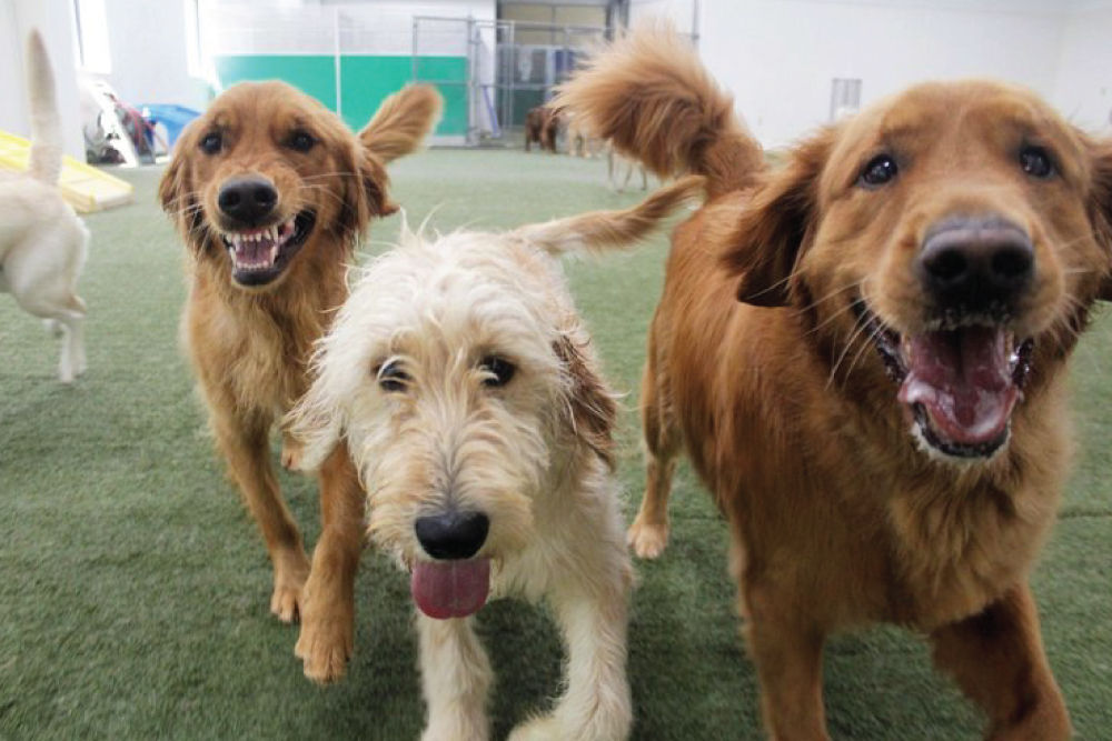 Three dogs playing in yard.