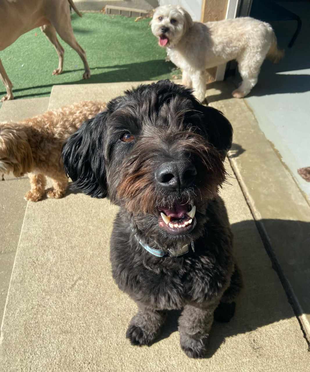 Groomer with dog