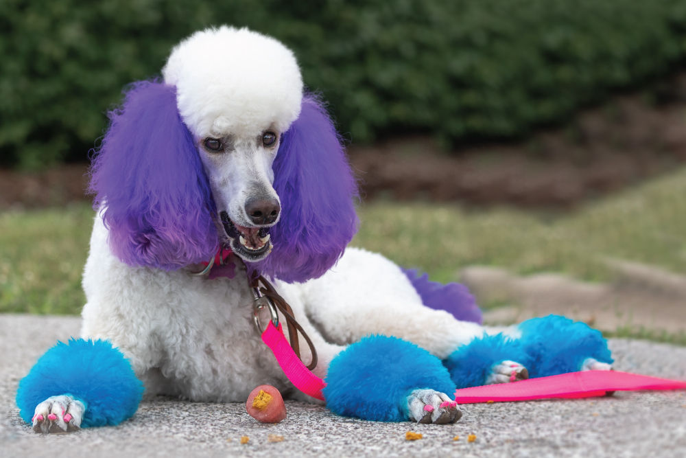 Poodle with blue and purple hair laying on ground