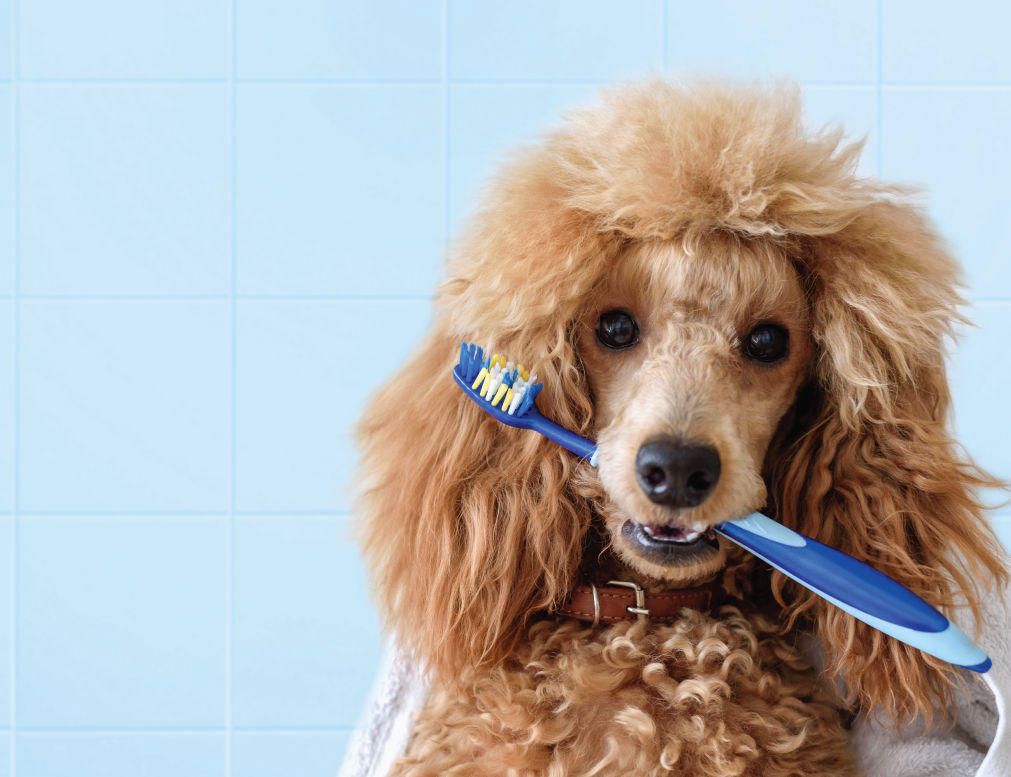 Poodle holding a toothbrush in their teeth.